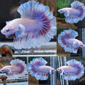 King Feathertail Halfmoon Dumbo Ear Pink Purple Butterfly Premium Betta Fish Male