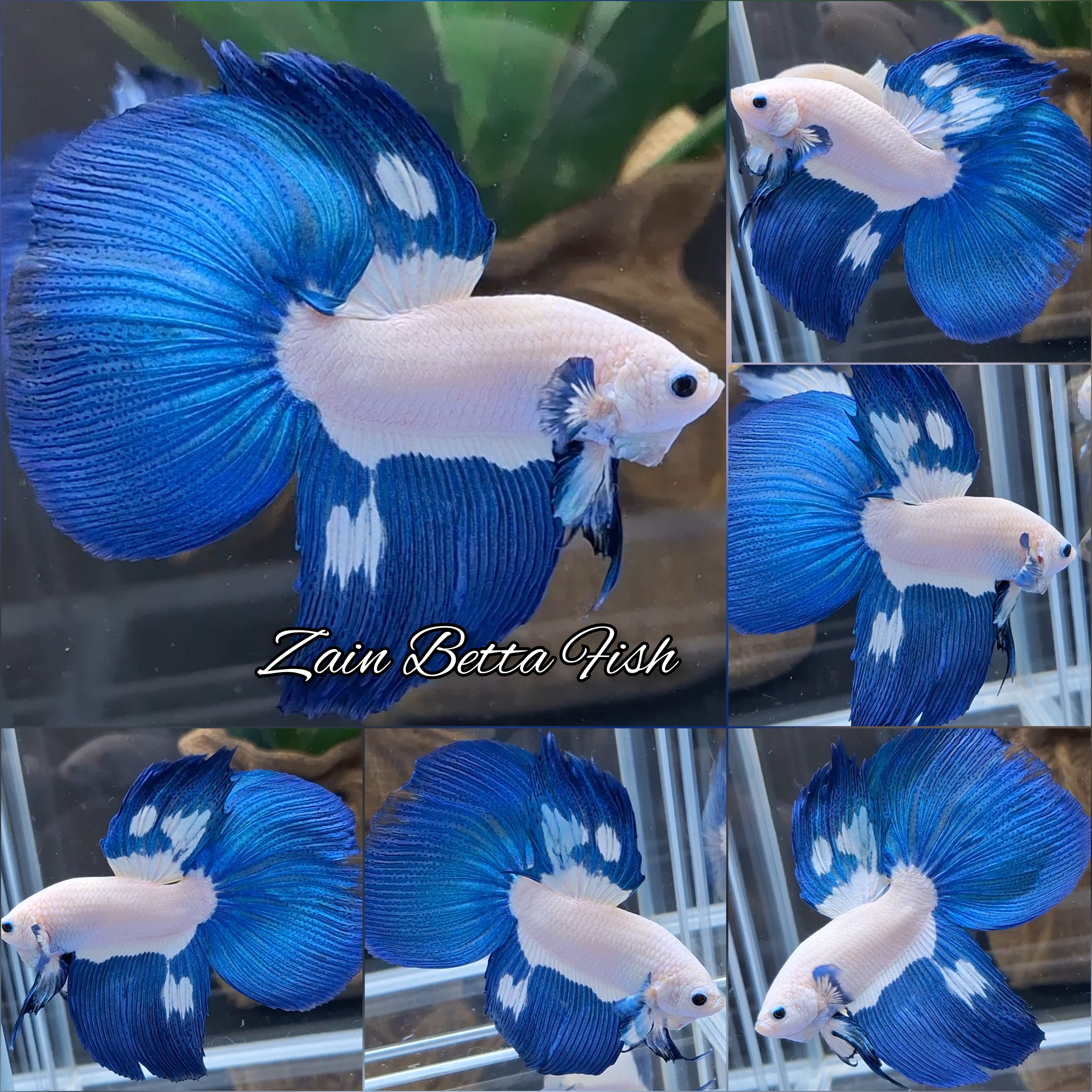 Halfmoon Delta Blue Rim Blue Tuquoise Betta Fish Male
