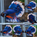 Feathertail Blue Butterfly Halfmoon Betta Fish Male