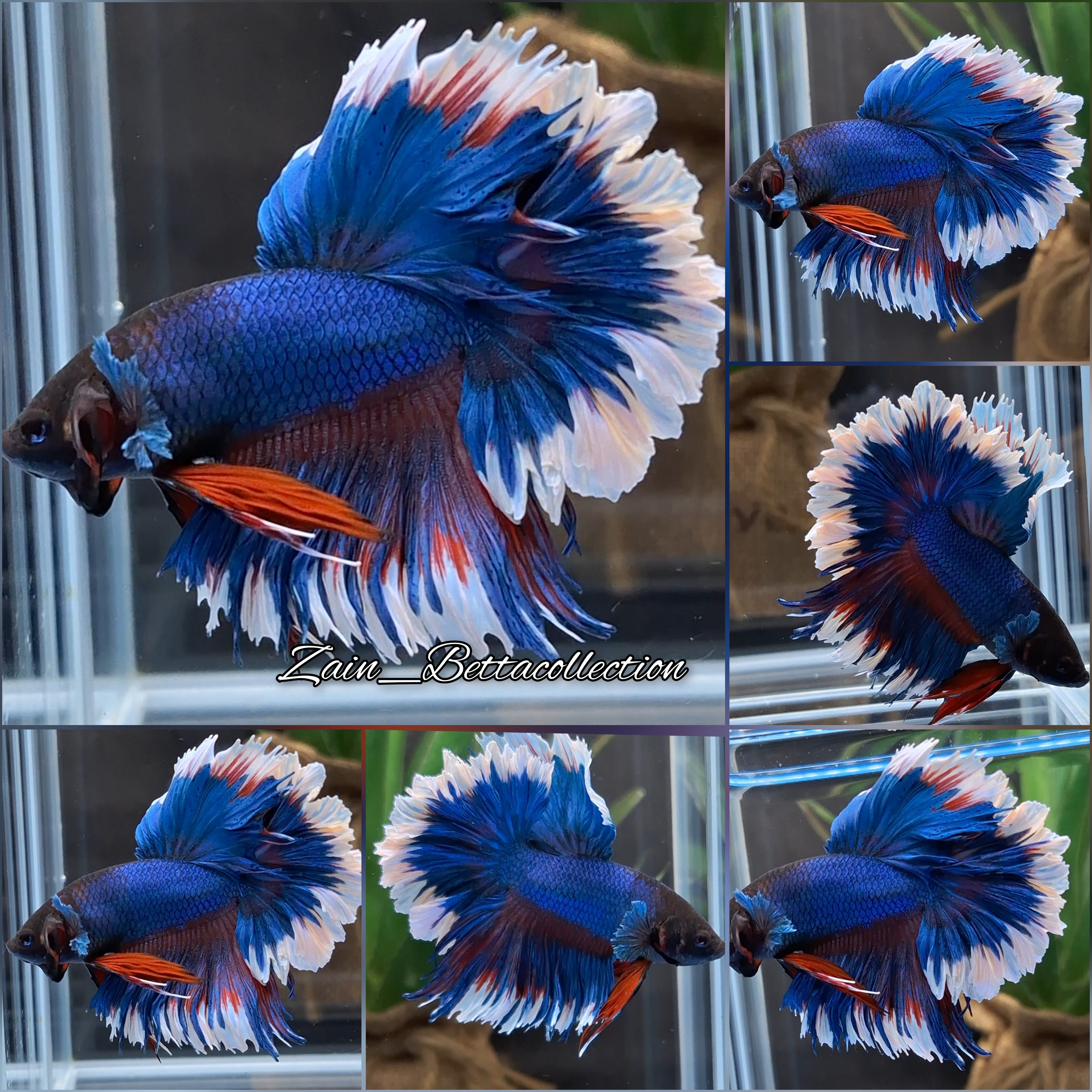 Feathertail Blue Butterfly Halfmoon Betta Fish Male