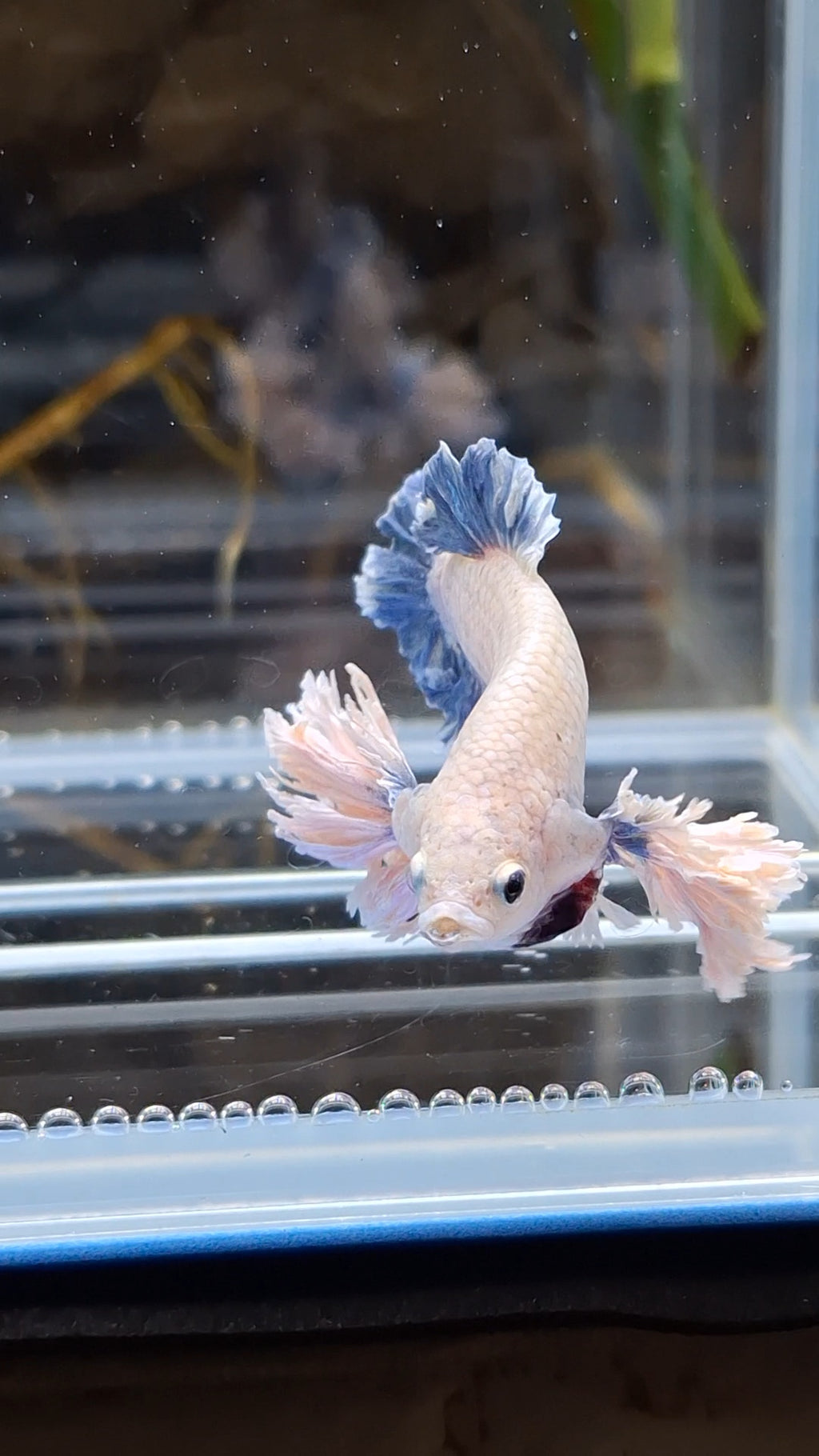 Plakat King Rose Dumbo Ear Rare Betta Fish Male