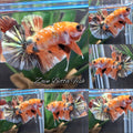 Fancy Orange Sunkist Gold Copper Variant HMPK Betta Fish Male