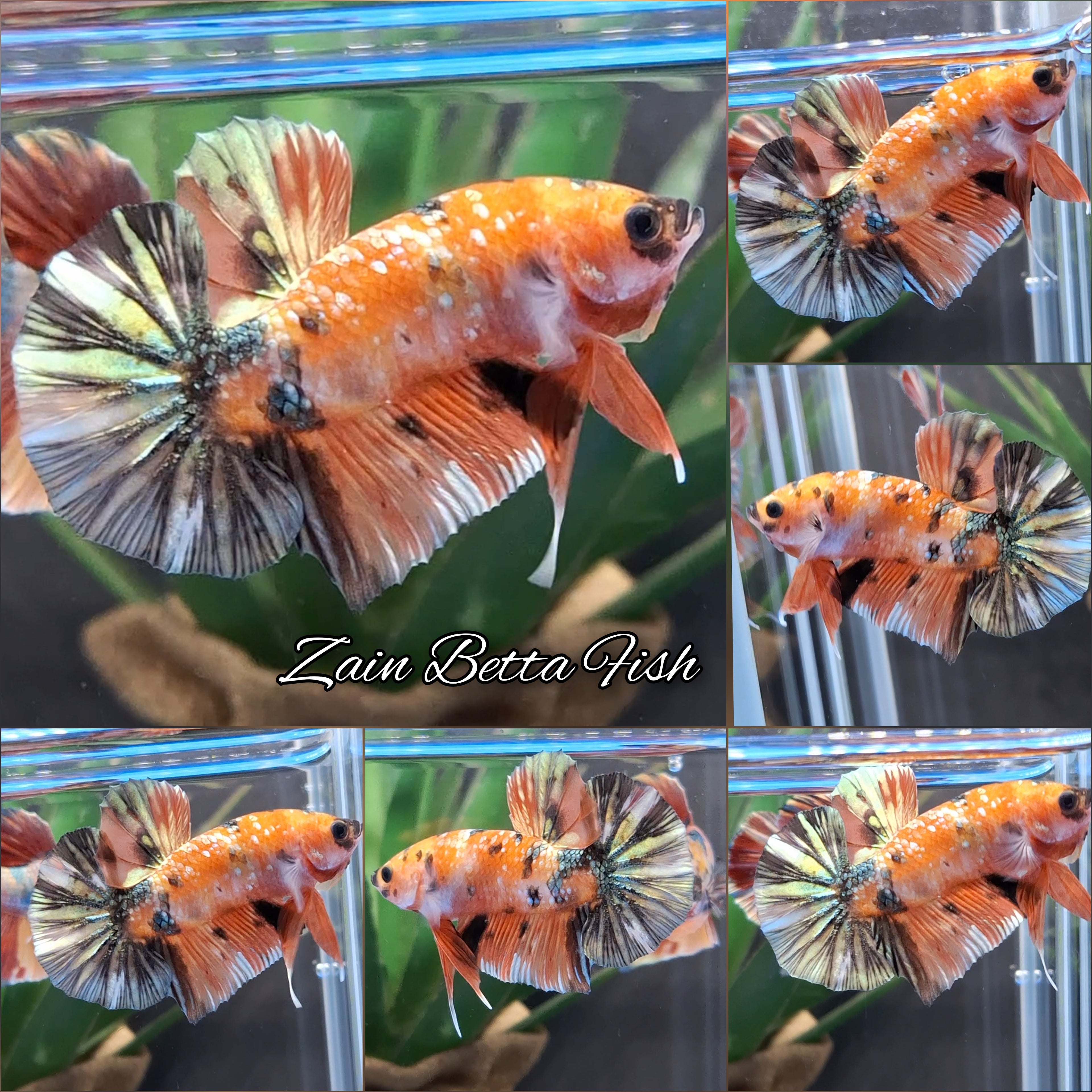 Fancy Orange Sunkist Gold Copper Variant HMPK Betta Fish Male