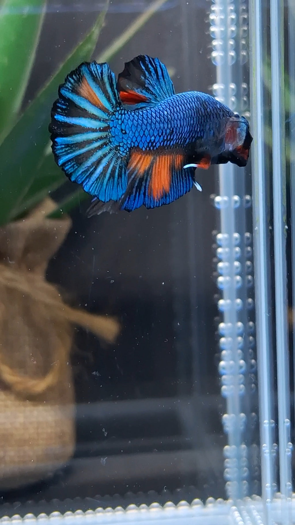 Avatar Black Variation Fancy Plakat HMPK Betta Fish Male