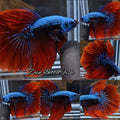 Halfmoon Rosetail Imbellis Hybrid Samurai Rare Wild Betta Fish Male