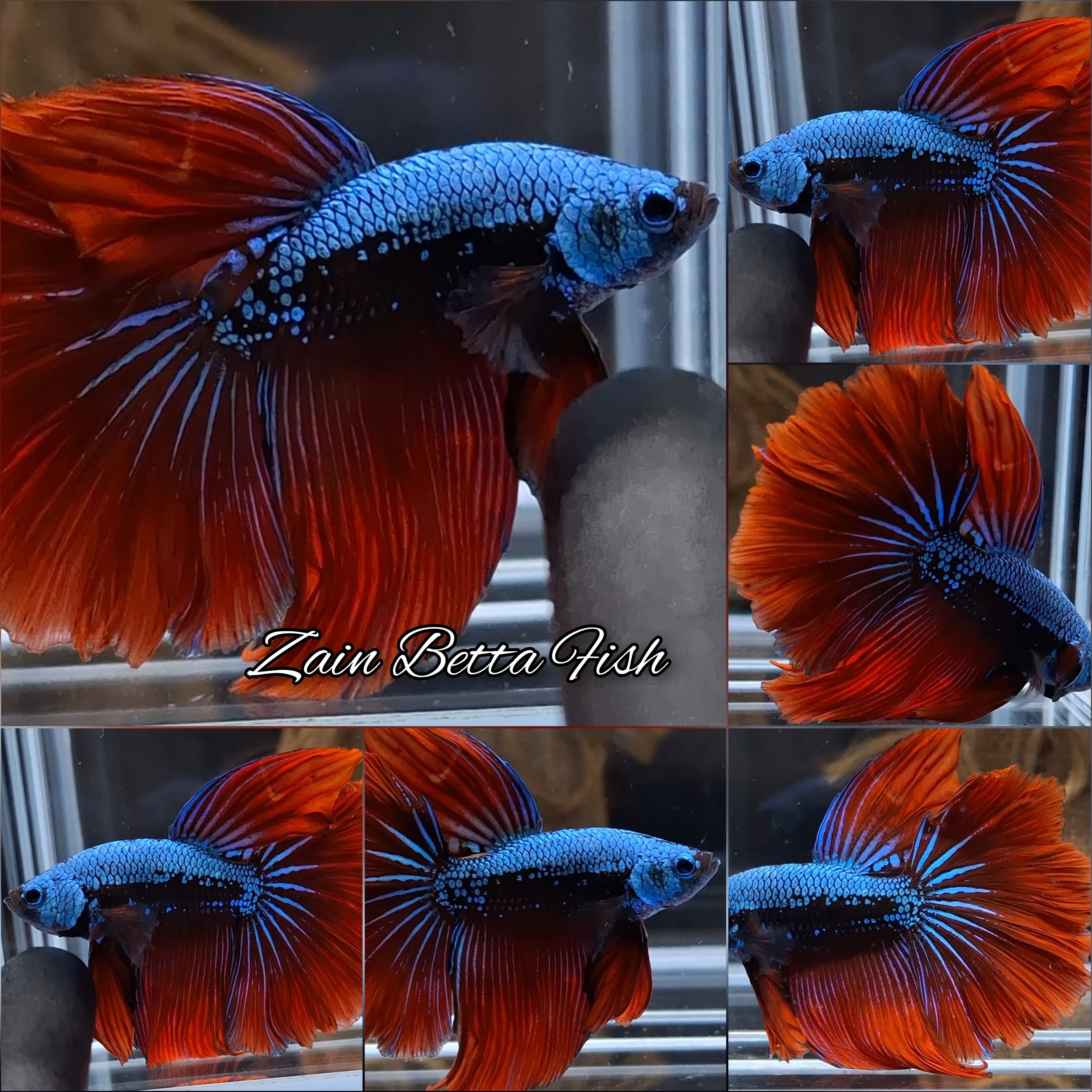 Halfmoon Rosetail Imbellis Hybrid Samurai Rare Wild Betta Fish Male