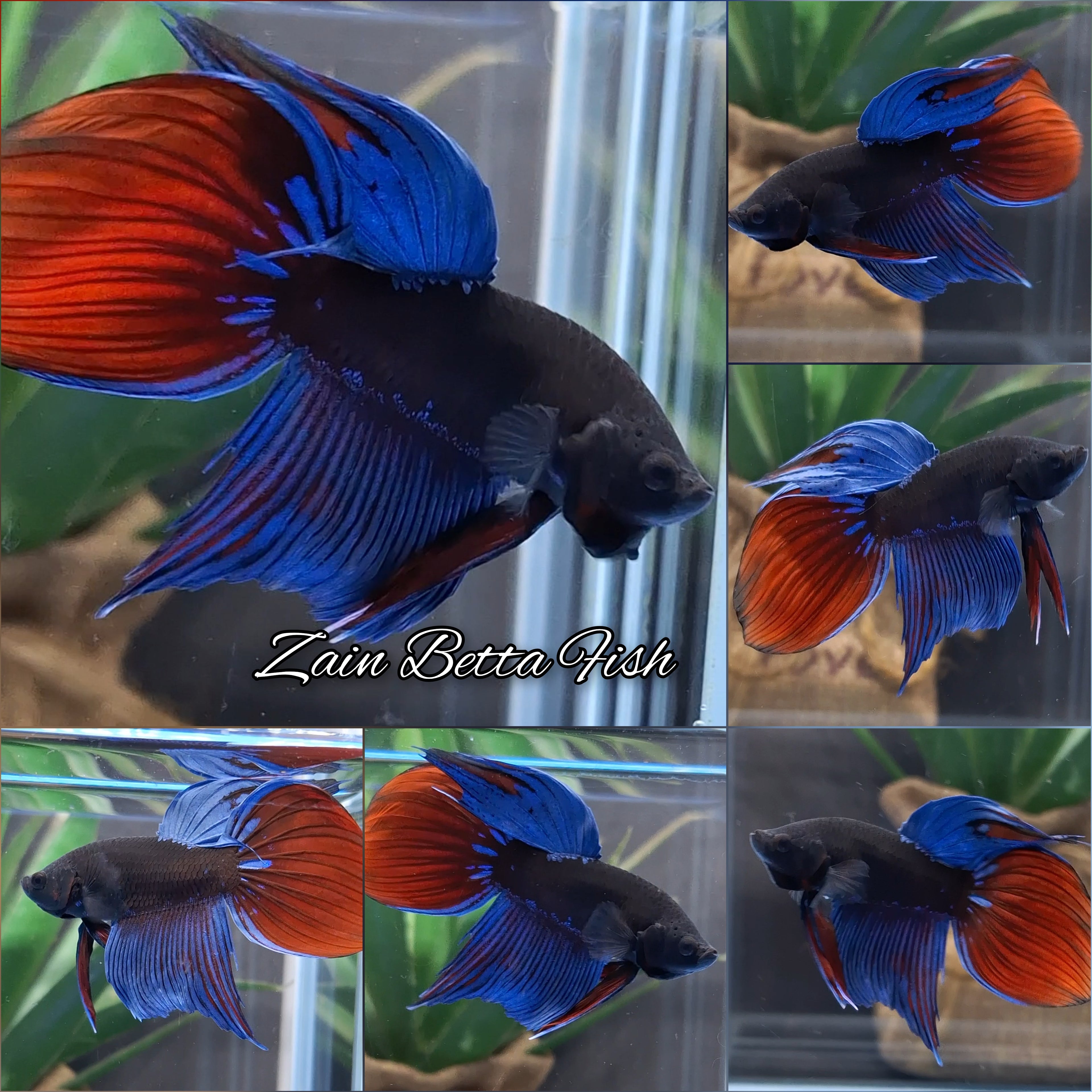 Veiltail Black Series Avatar Tricolor Rare Betta Fish Male