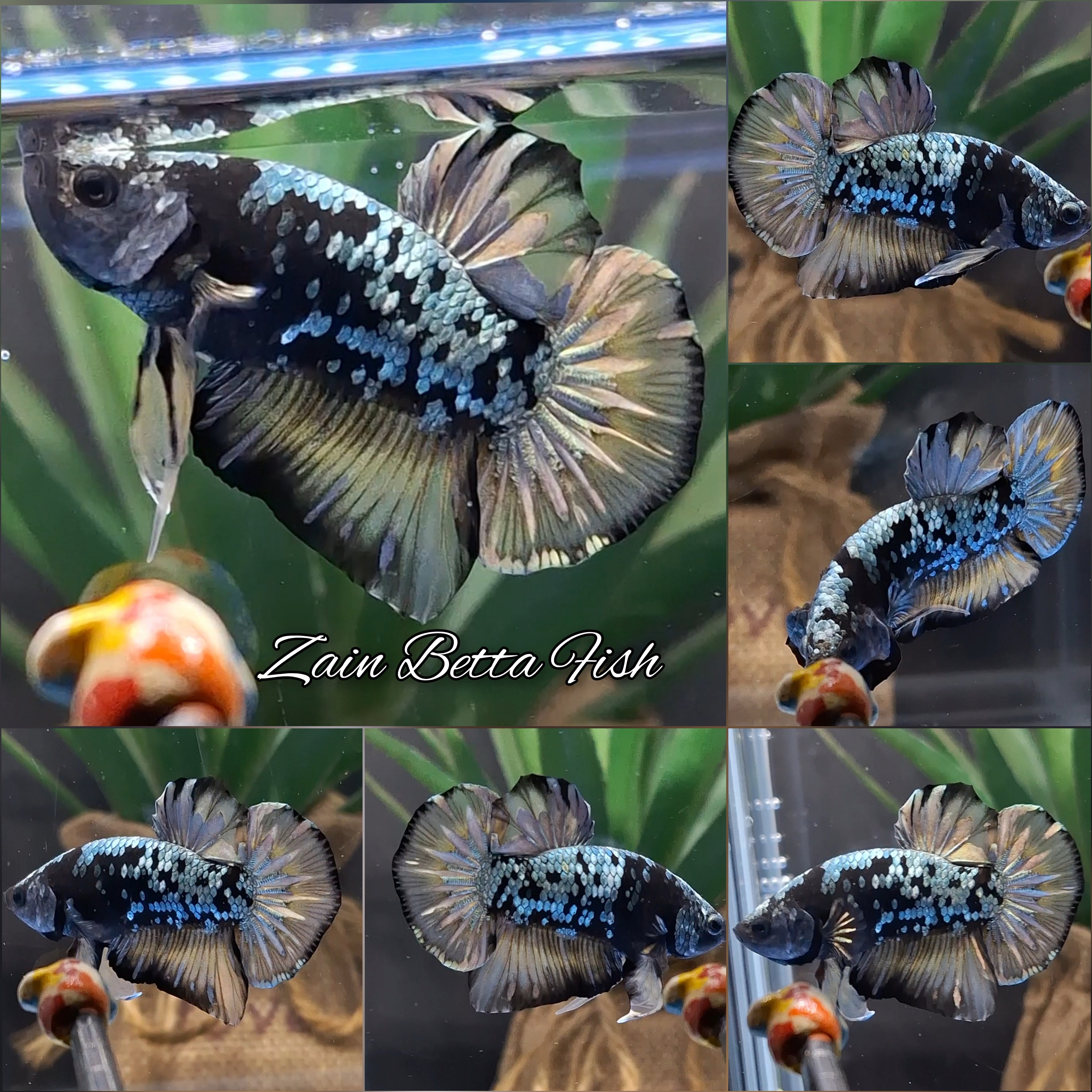 Black Star Galaxy Yellow Copper Gold Avatar Plakat HMPK Betta Fish Male