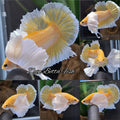 Dumbo Ear Super Gold HMPK Betta Fish Male