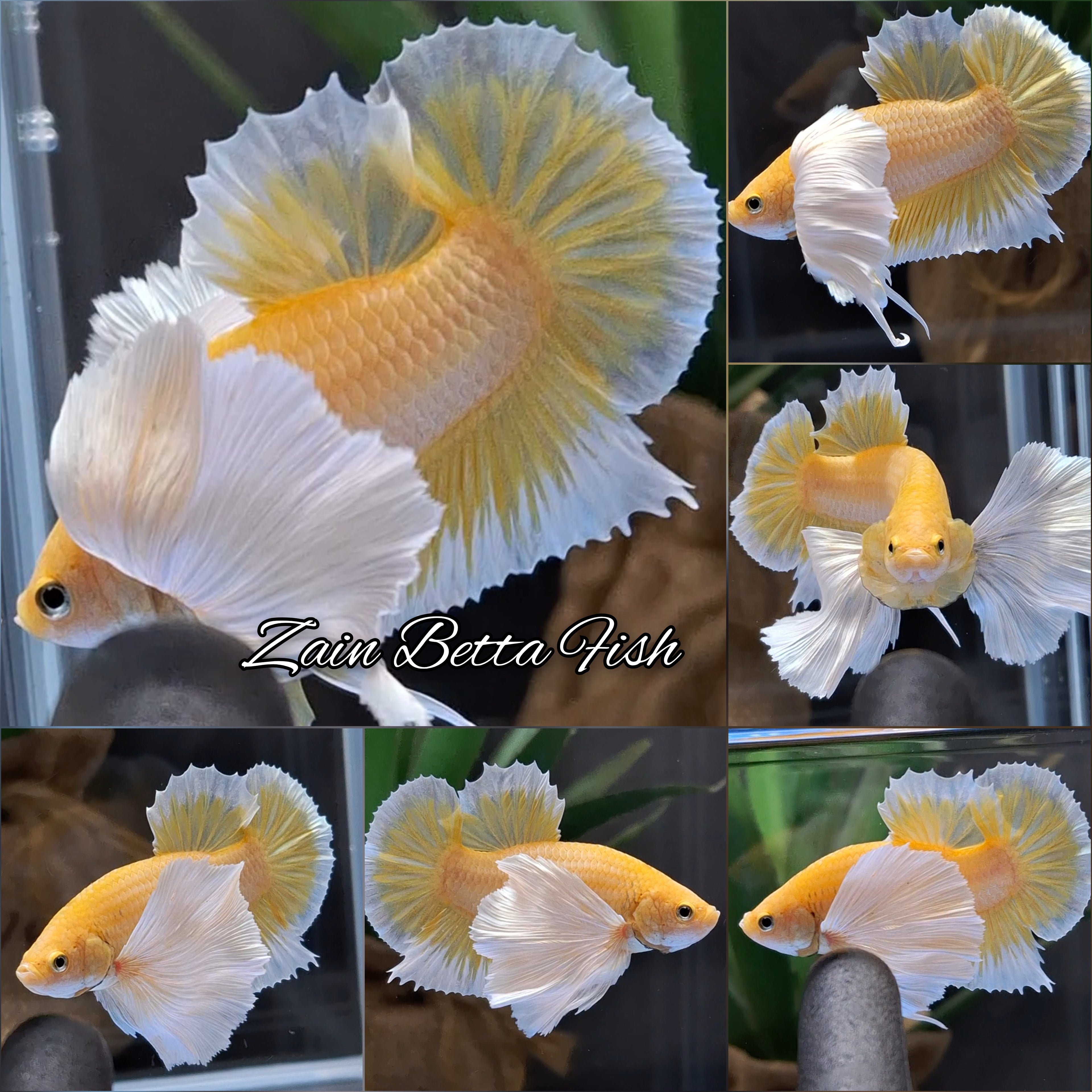 Dumbo Ear Super Gold HMPK Betta Fish Male