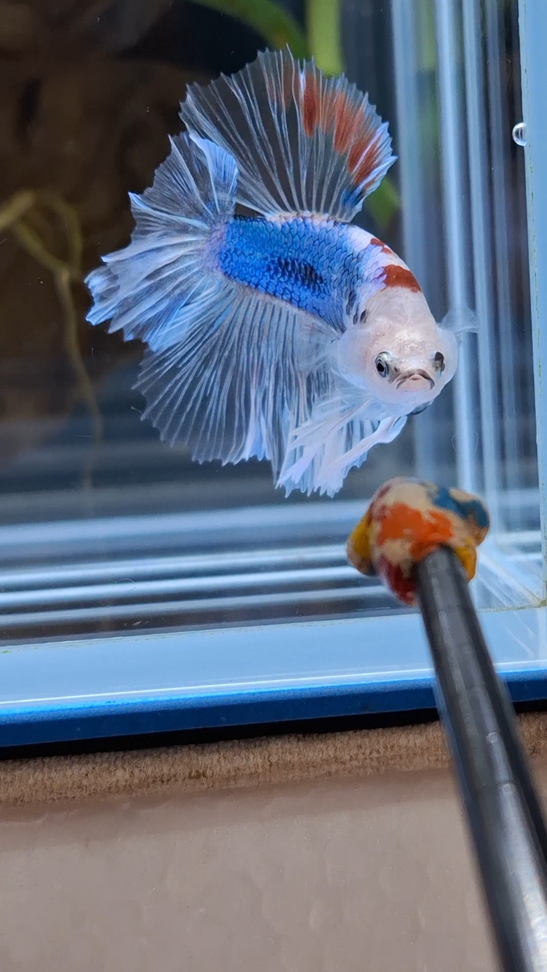 Halfmoon King Feathertail Monkay Face Fancy Rare Betta Fish Male