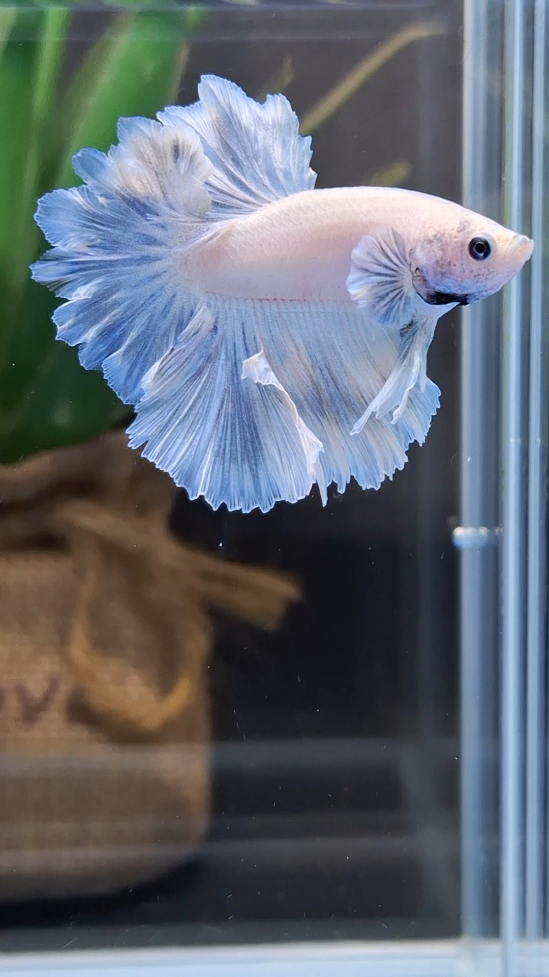 King Feathertail Pastel Blue Sky Betta Fish Male