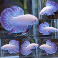 Hologram Aurora Pink Purple Plakat HMPK Rare Betta Fish Male