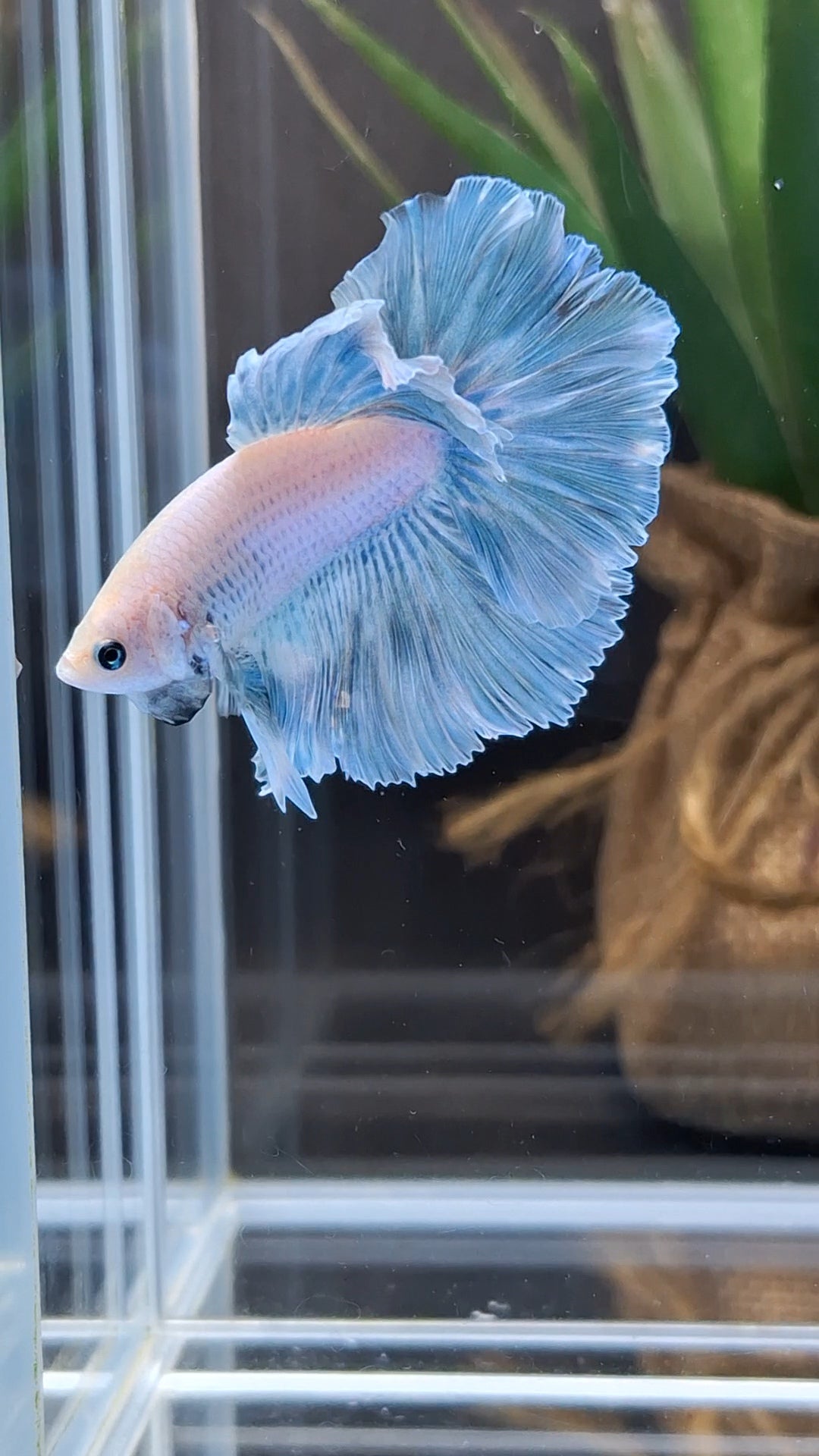 Halfmoon Pastel Blue Sky Alicorn Betta Fish Male