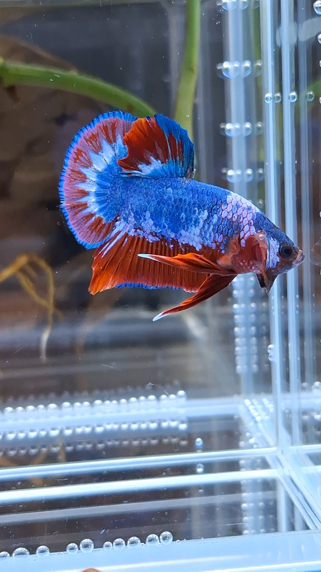 Fancy Blue WS Plakat HMPK Betta Fish Male