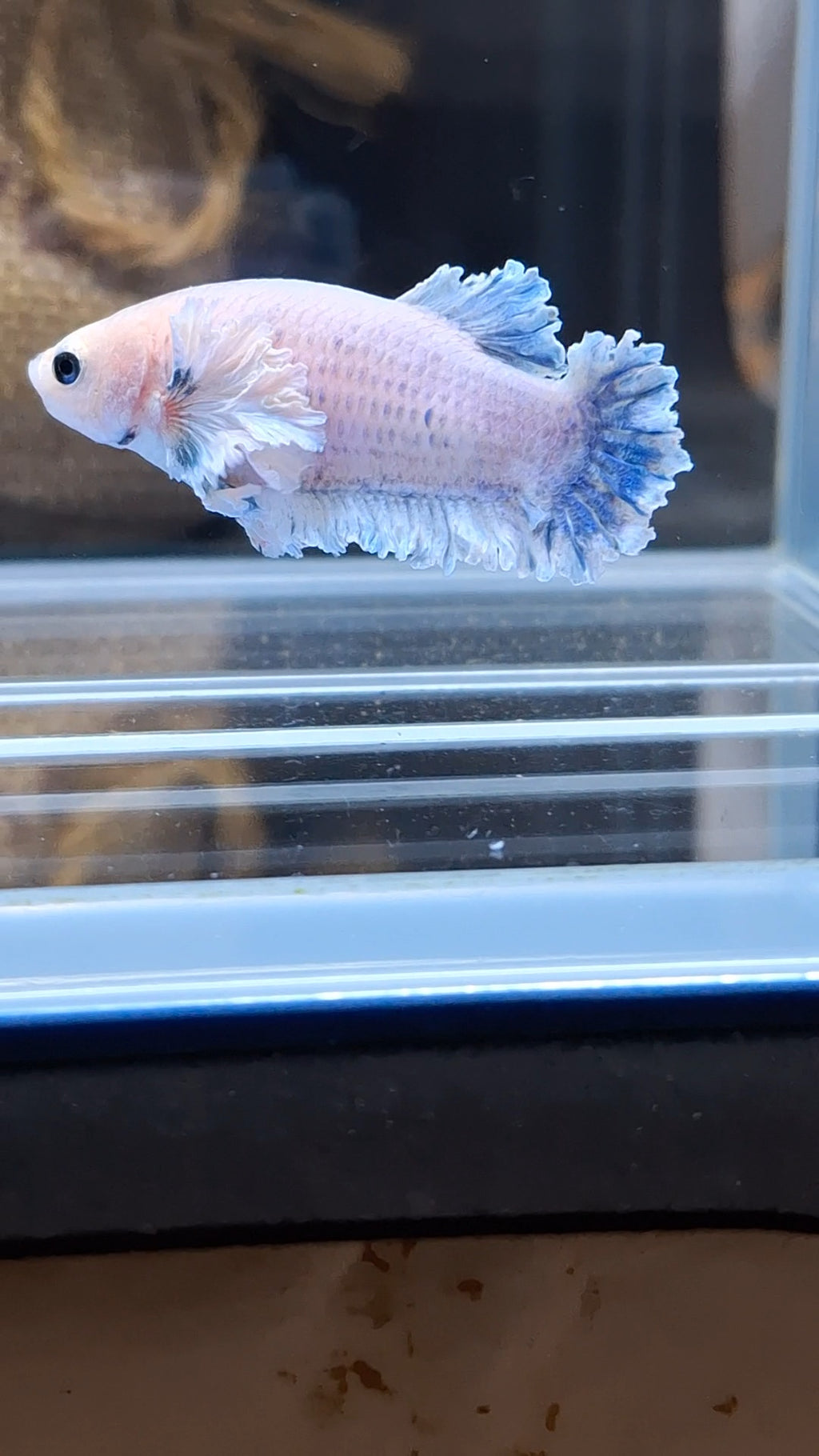 King Feathertail Rose Dumbo Ear Female Betta Fish For Sorority / Breed