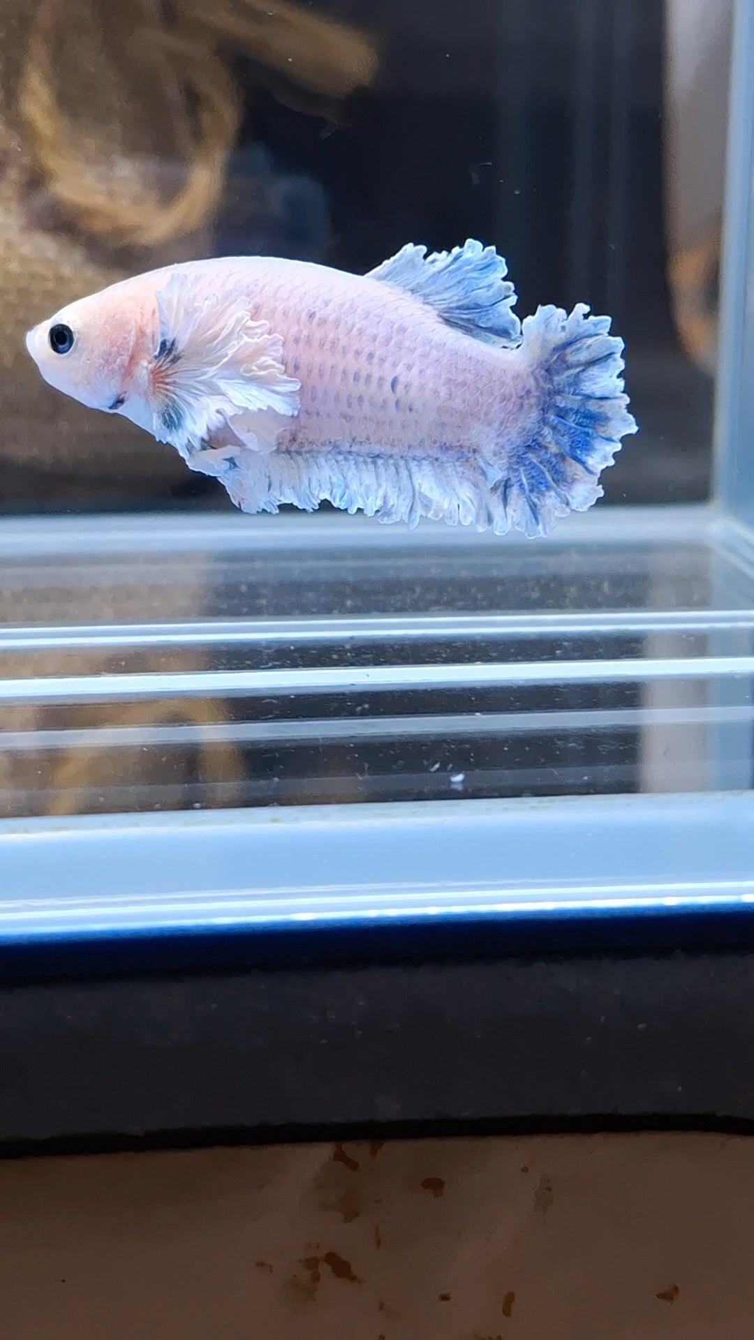 King Feathertail Rose Dumbo Ear Female Betta Fish For Sorority / Breed