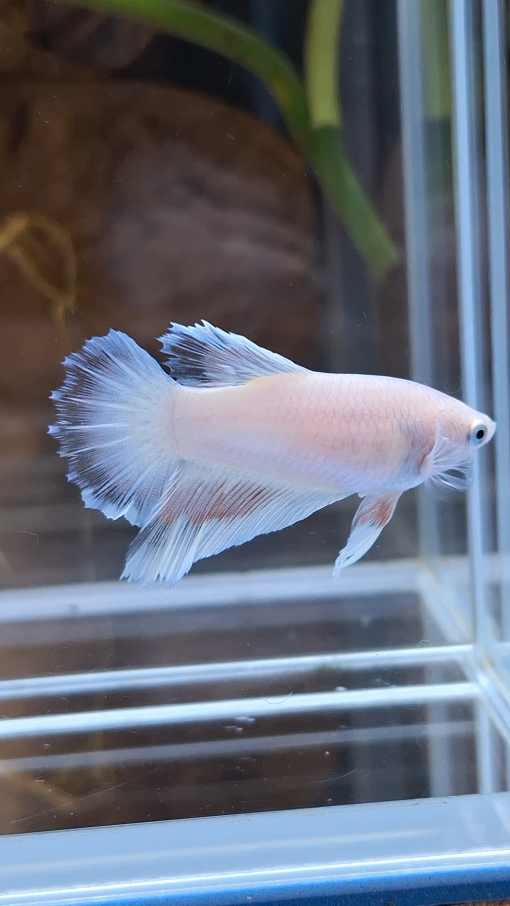 Halfmoon Feathertail Pink Female Betta Fish For Sorority / Breed
