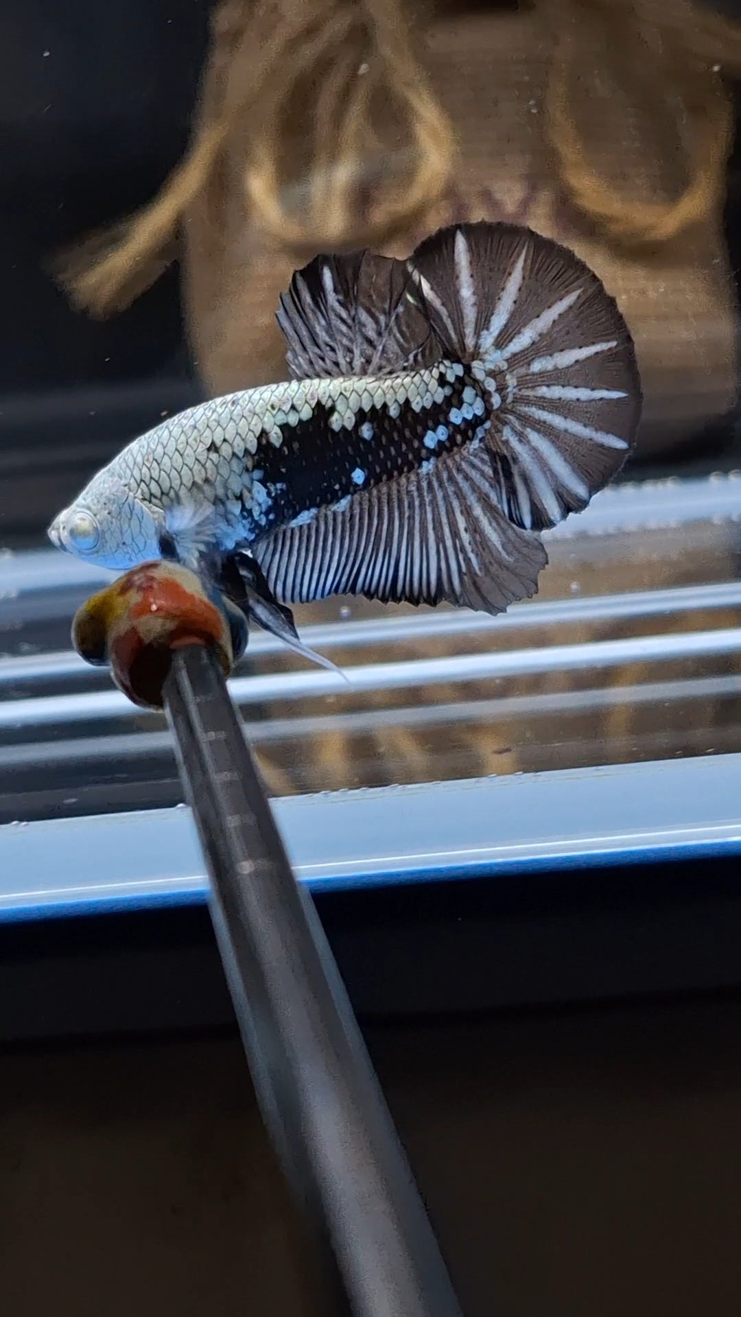Samurai Plakat HMPK Betta Fish Male