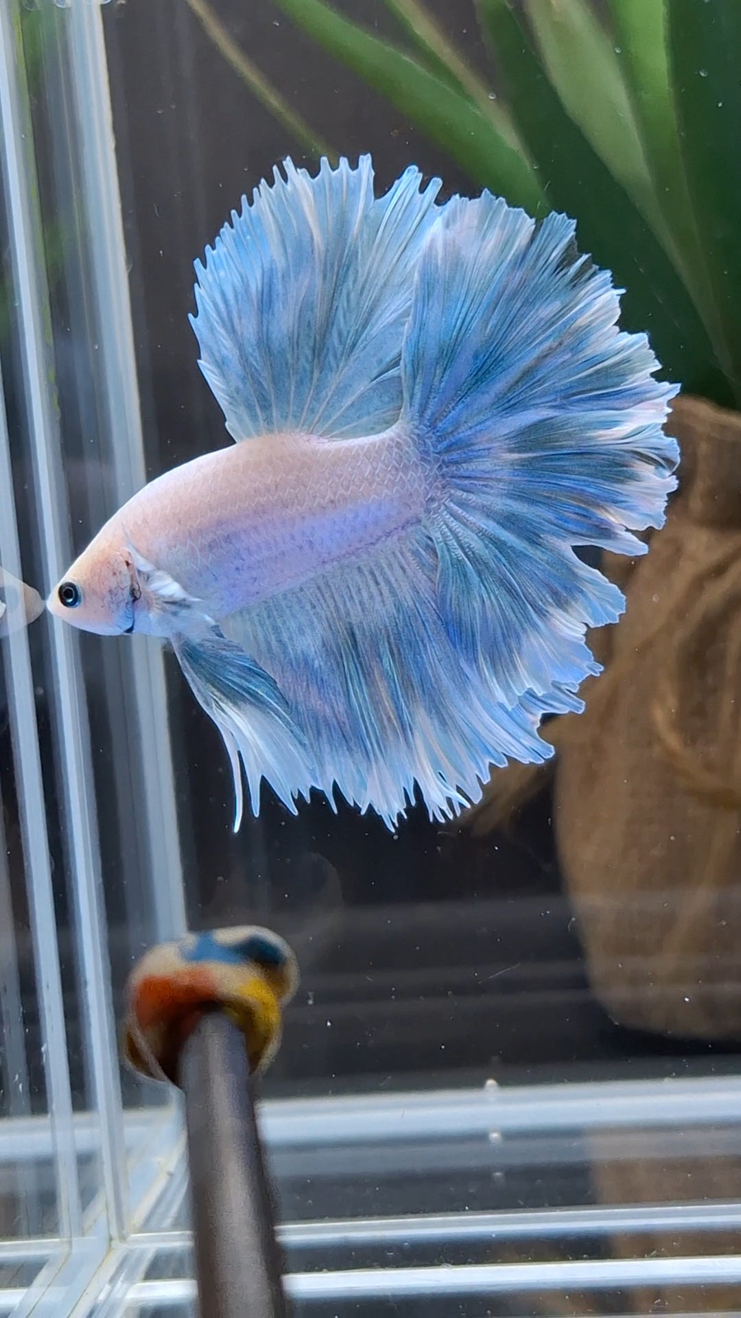 Over Halfmoon Feathertail Blue Sky Aurora Betta Fish Male