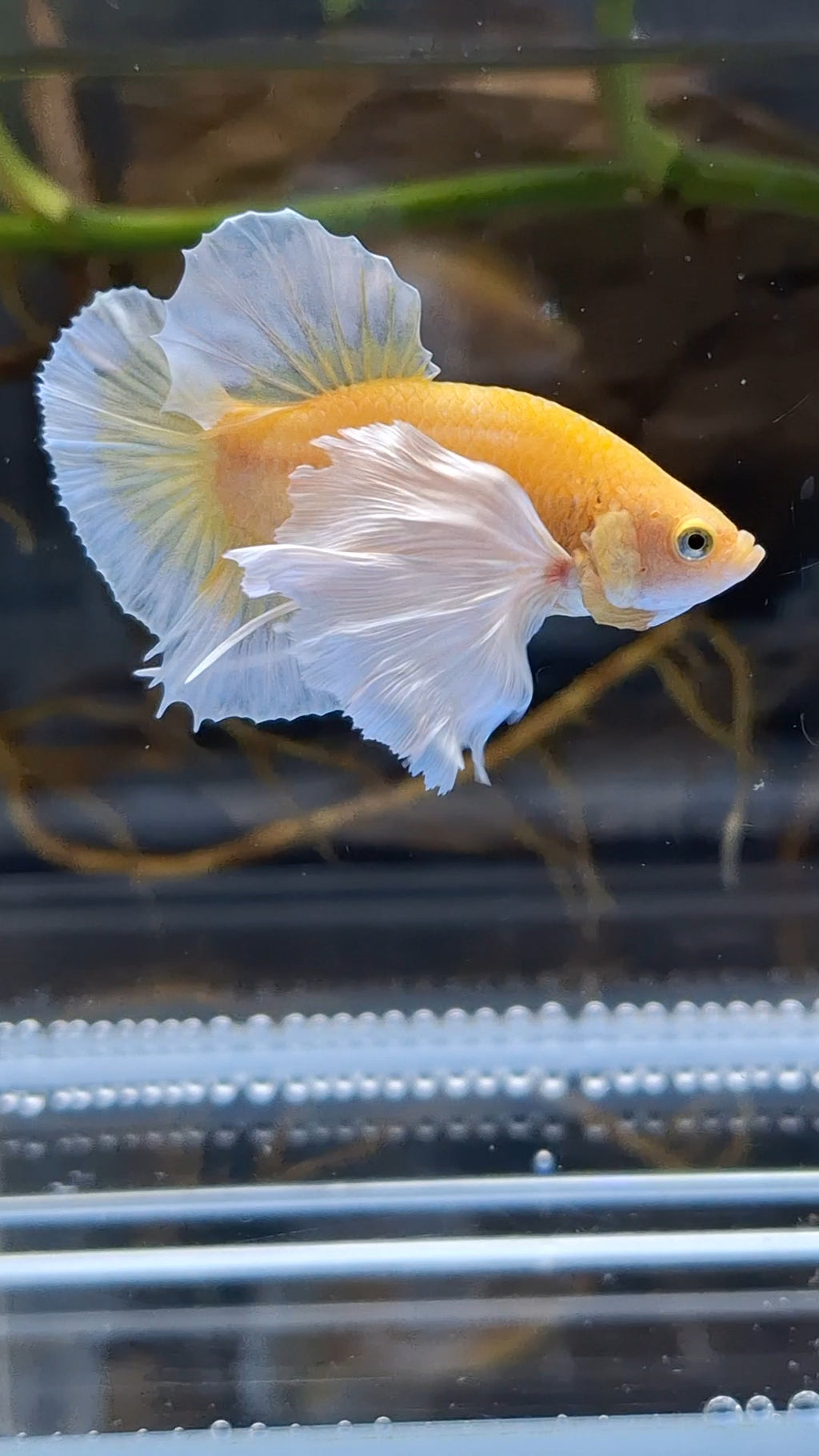 Dumbo Ear Soft Gold Plakat HMPK Betta Fish Male