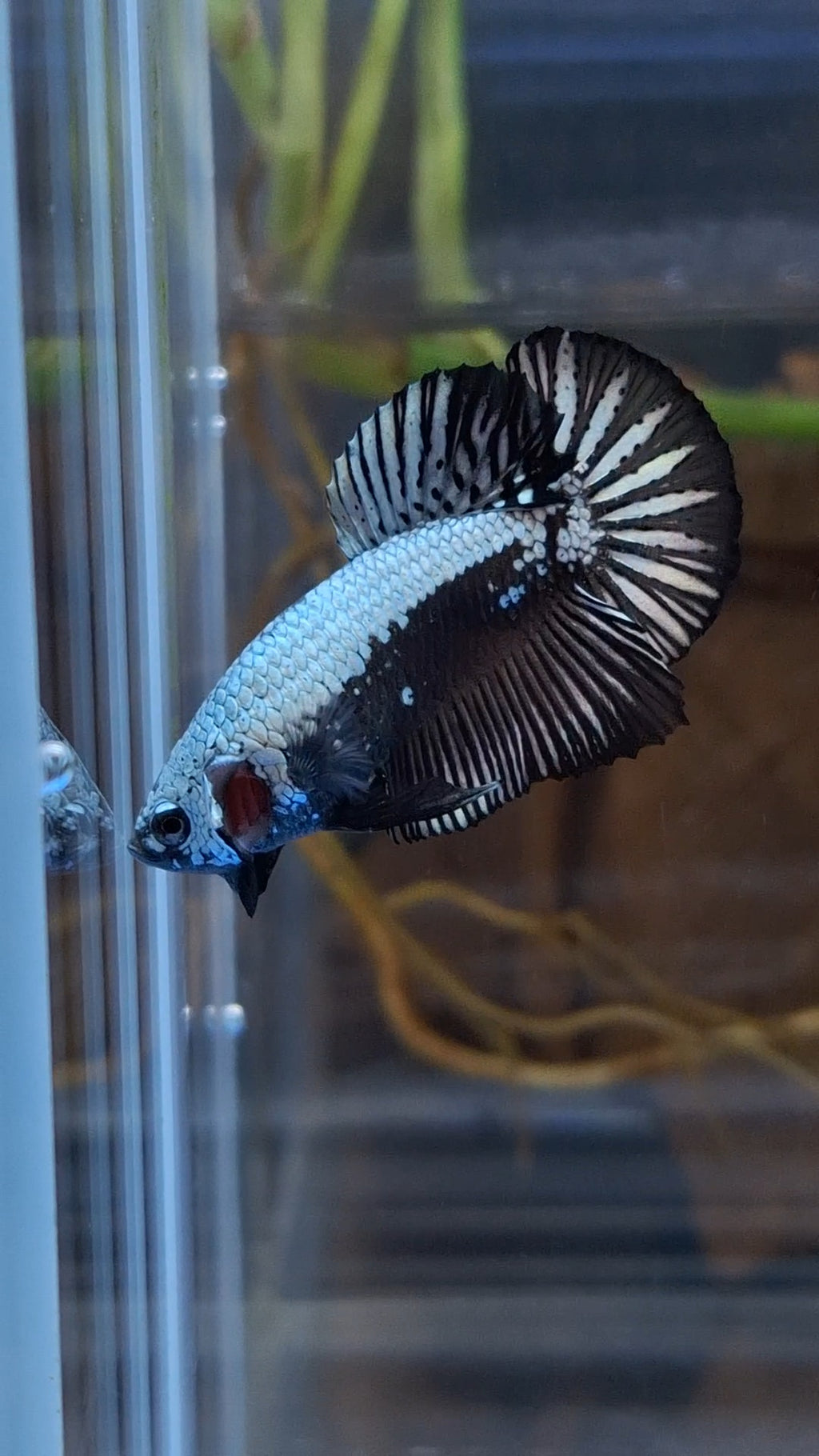 Samurai Plakat HMPK Betta Fish Male