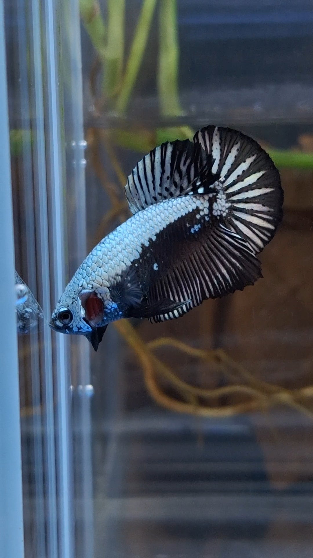 Samurai Plakat HMPK Betta Fish Male