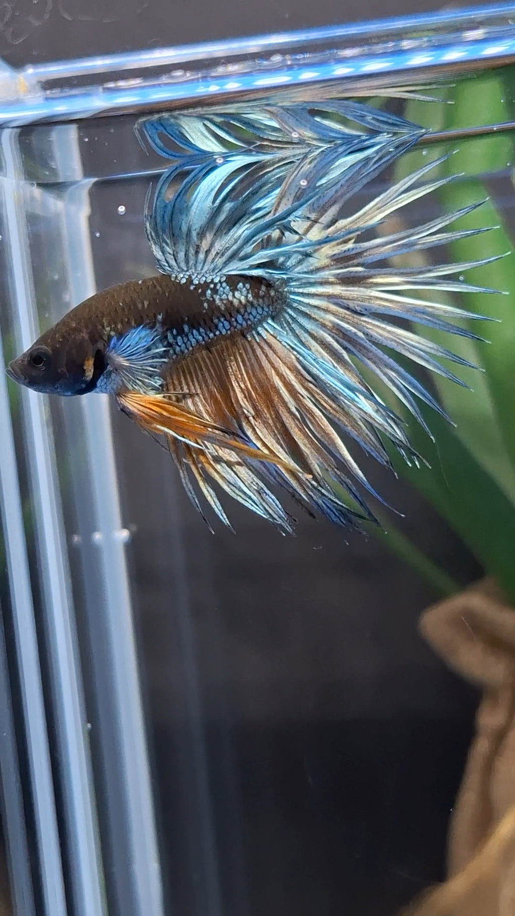 Crowntail Avatar Copper Rare Betta Fish Male
