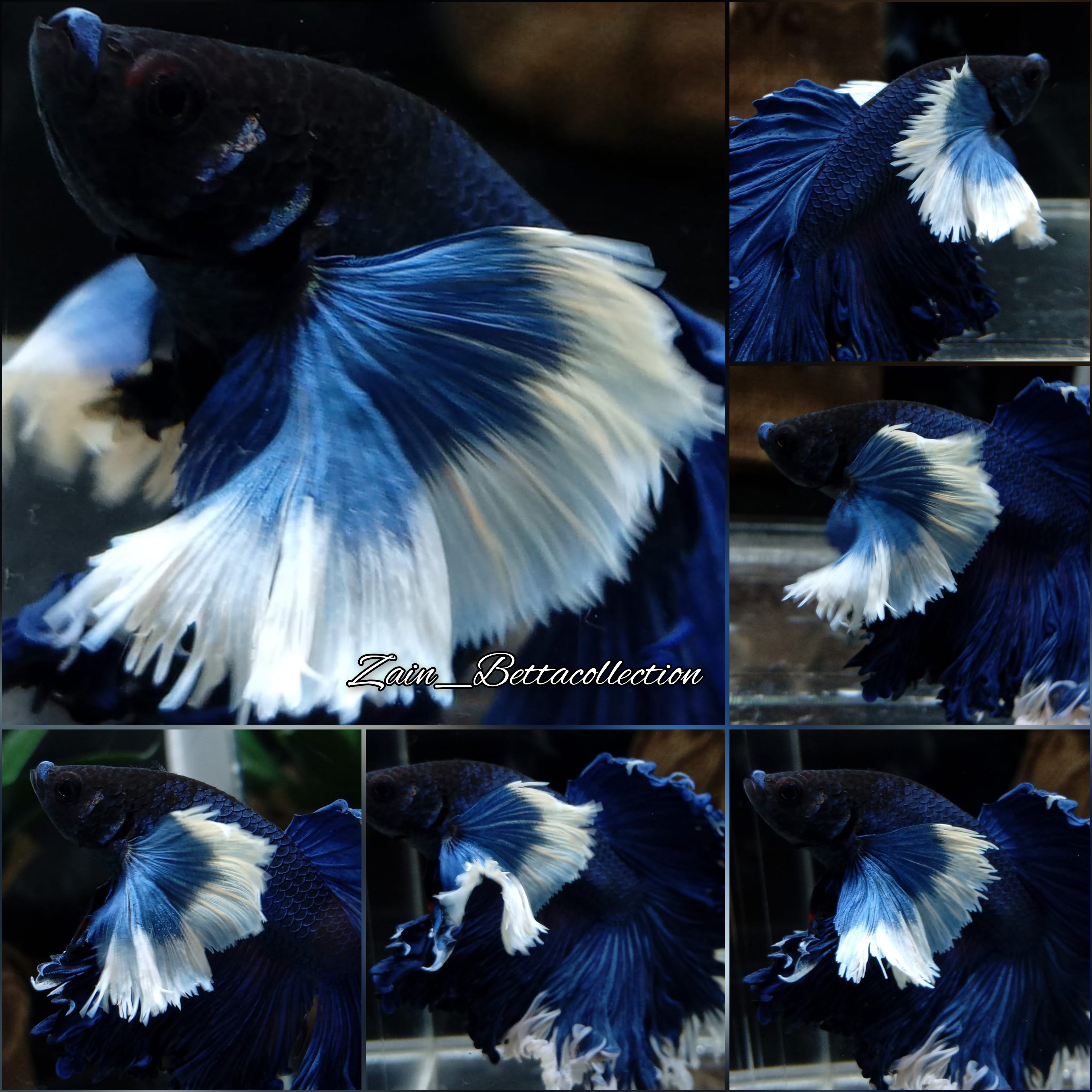 Dumbo Ear Halfmoon Blue Butterfly