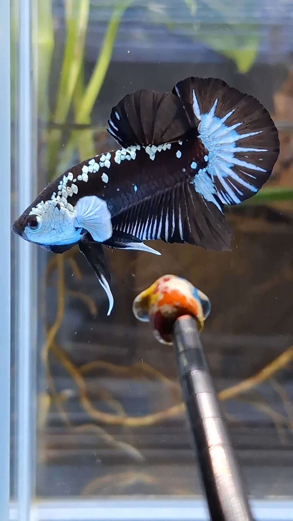 Samurai Black Mamba Snow Plakat HMPK Betta Fish Male