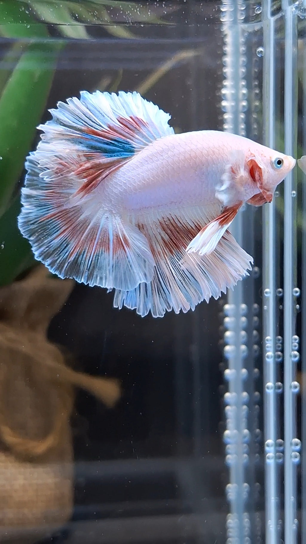 Halfmoon Feathertail Pink Fancy Betta Fish Male