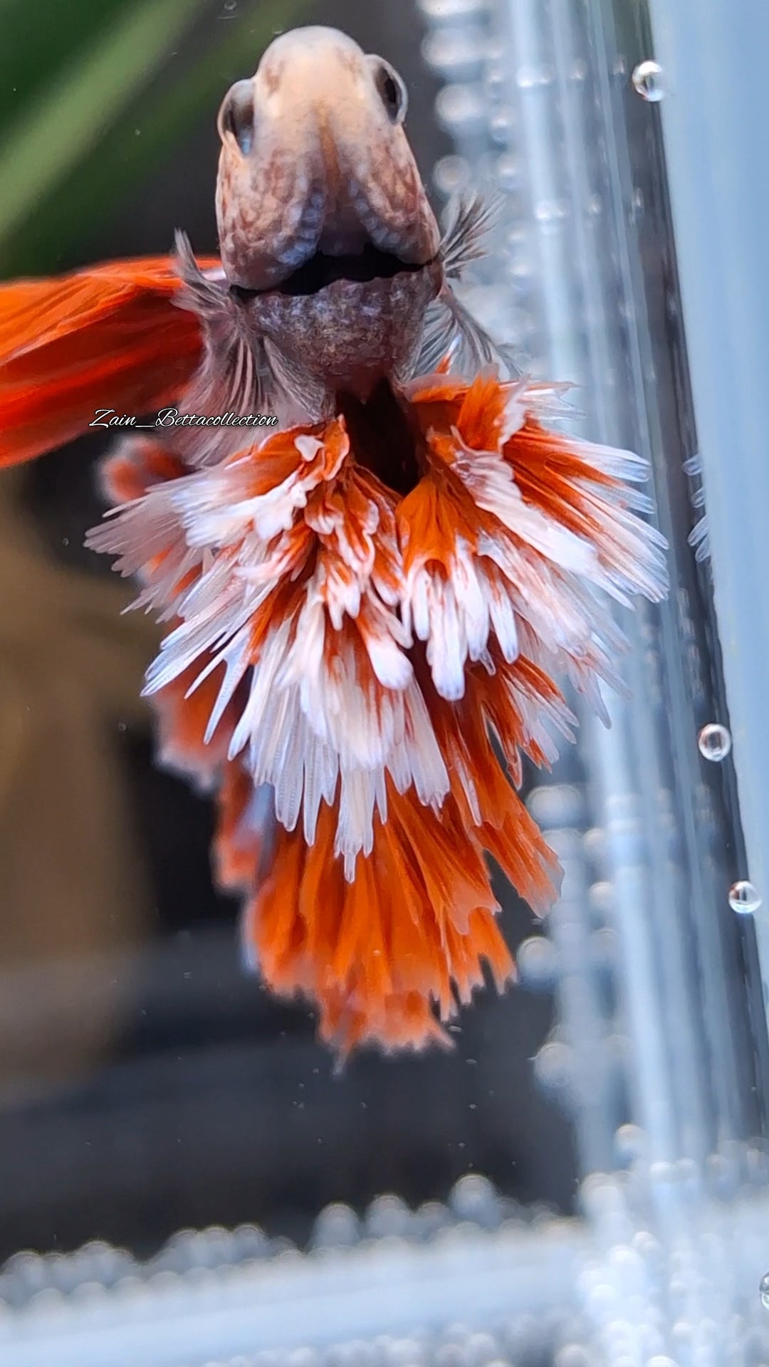 King Rosetail Red Super Premium Rare Betta Fish Male