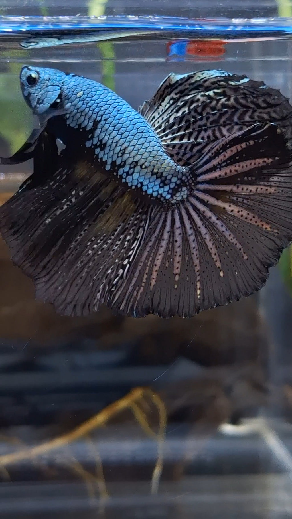 Halfmoon Black Dragon Copper Betta Fish Male