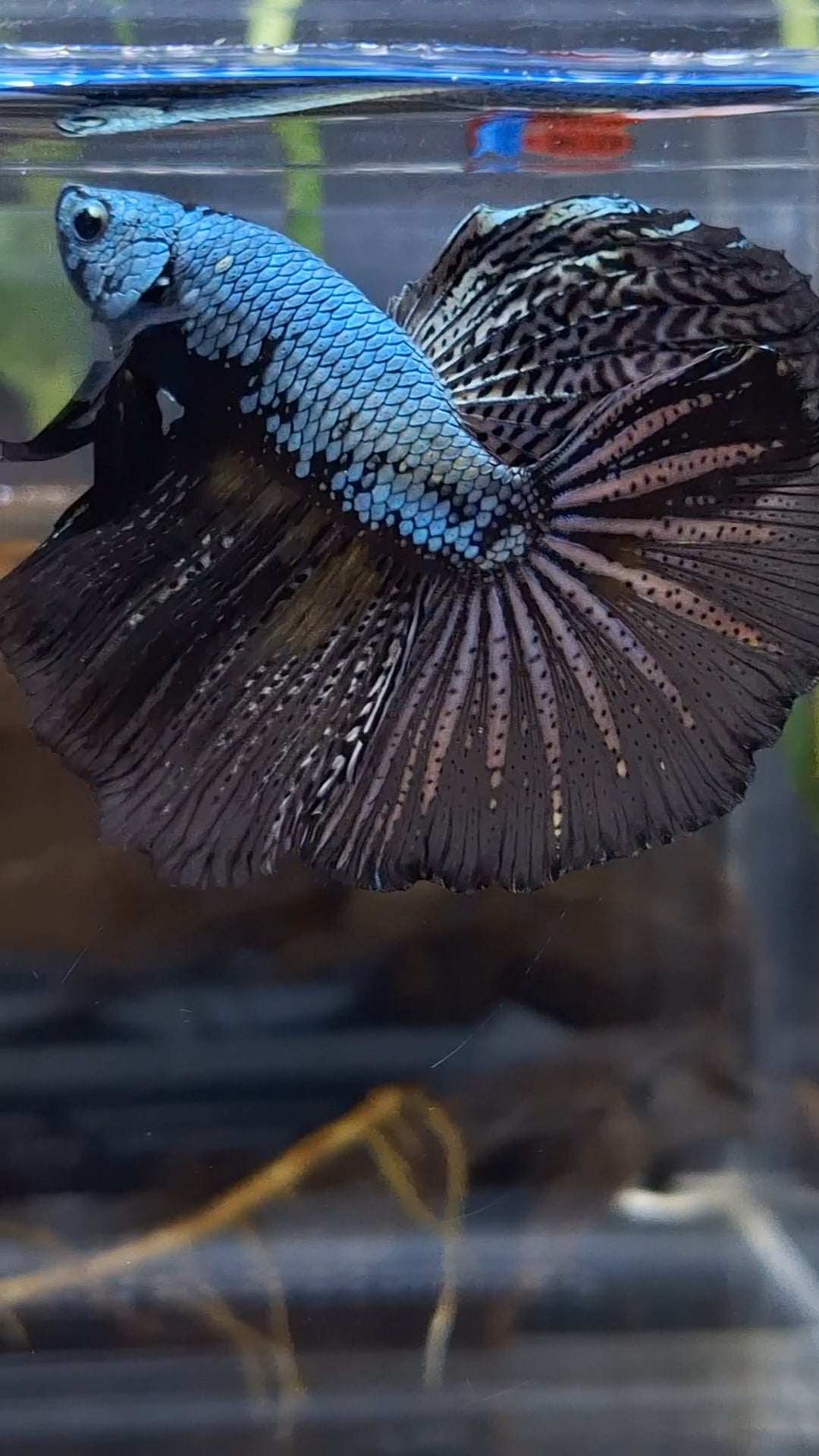 Halfmoon Black Dragon Copper Betta Fish Male