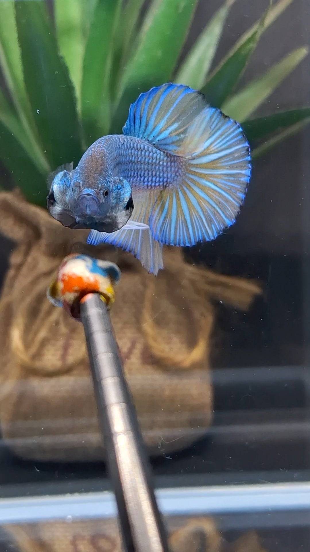 Mustard Gas Big Tail HMPK Betta Fish Male