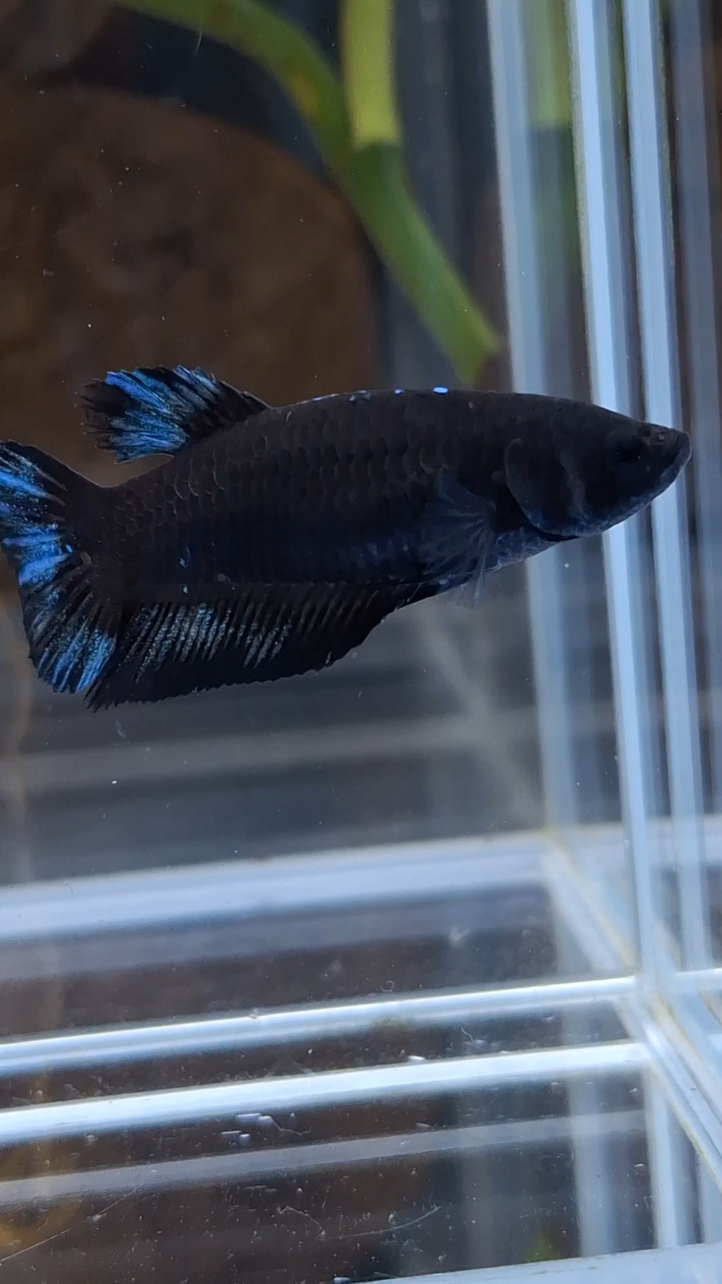 Avatar Black Blue Light Plakat Female Betta Fish For Sorority / Breed
