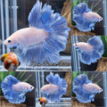 Halfmoon Feathertail Blue Sky Grizzle Betta Fish Male