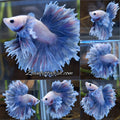 Halfmoon King Feathertail Dumbo Ear Rose Grizzle Purple Wash Betta Fish Male
