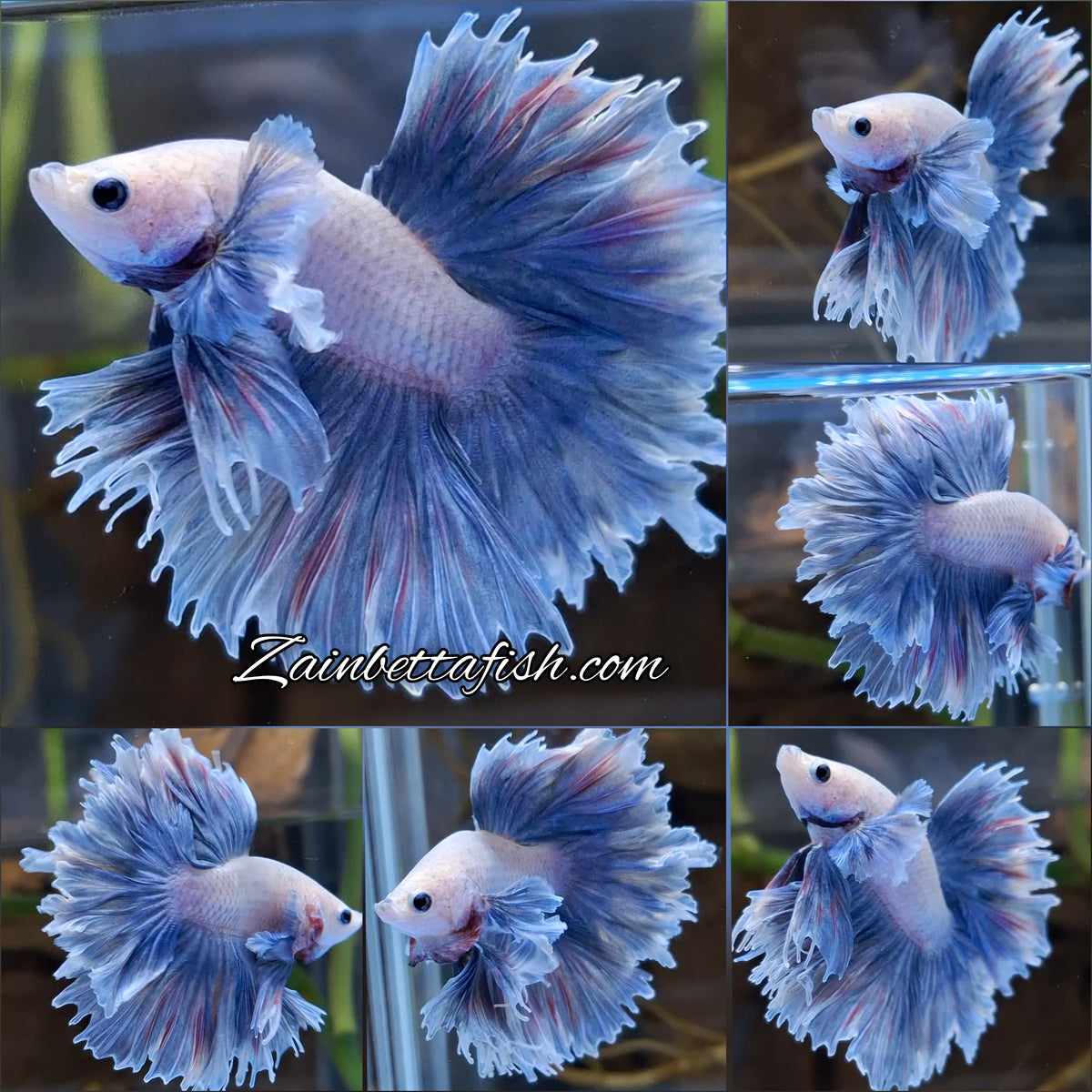 Halfmoon King Feathertail Dumbo Ear Rose Grizzle Purple Wash Betta Fish Male