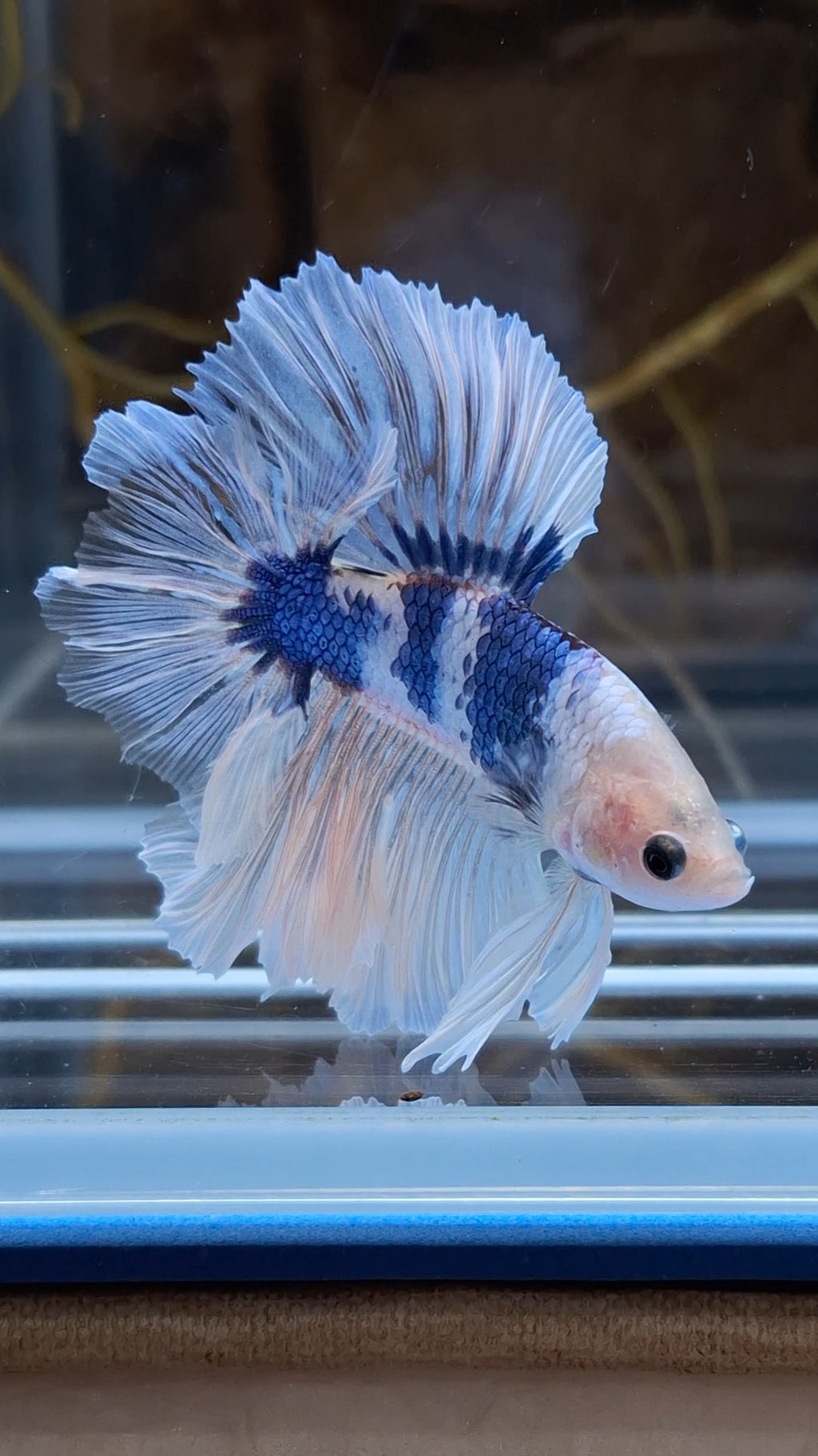 Halfmoon King Feathertail Monkay Face Fancy Rare Betta Fish Male
