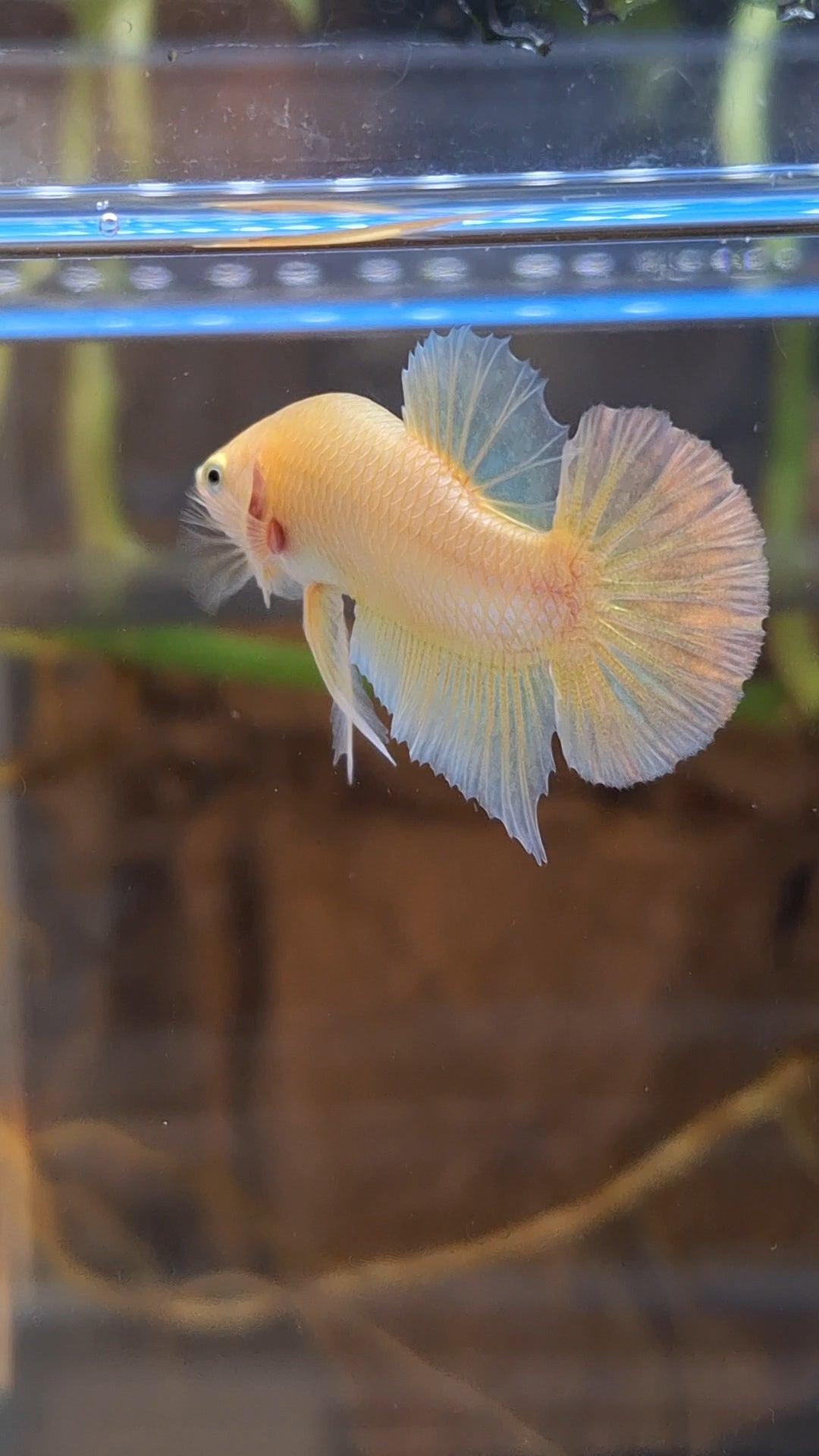 Gold Plakat HMPK Betta Fish Male
