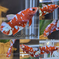 Red Gold Purple Galaxy HMPK Betta Fish Female For Sorority / Breed