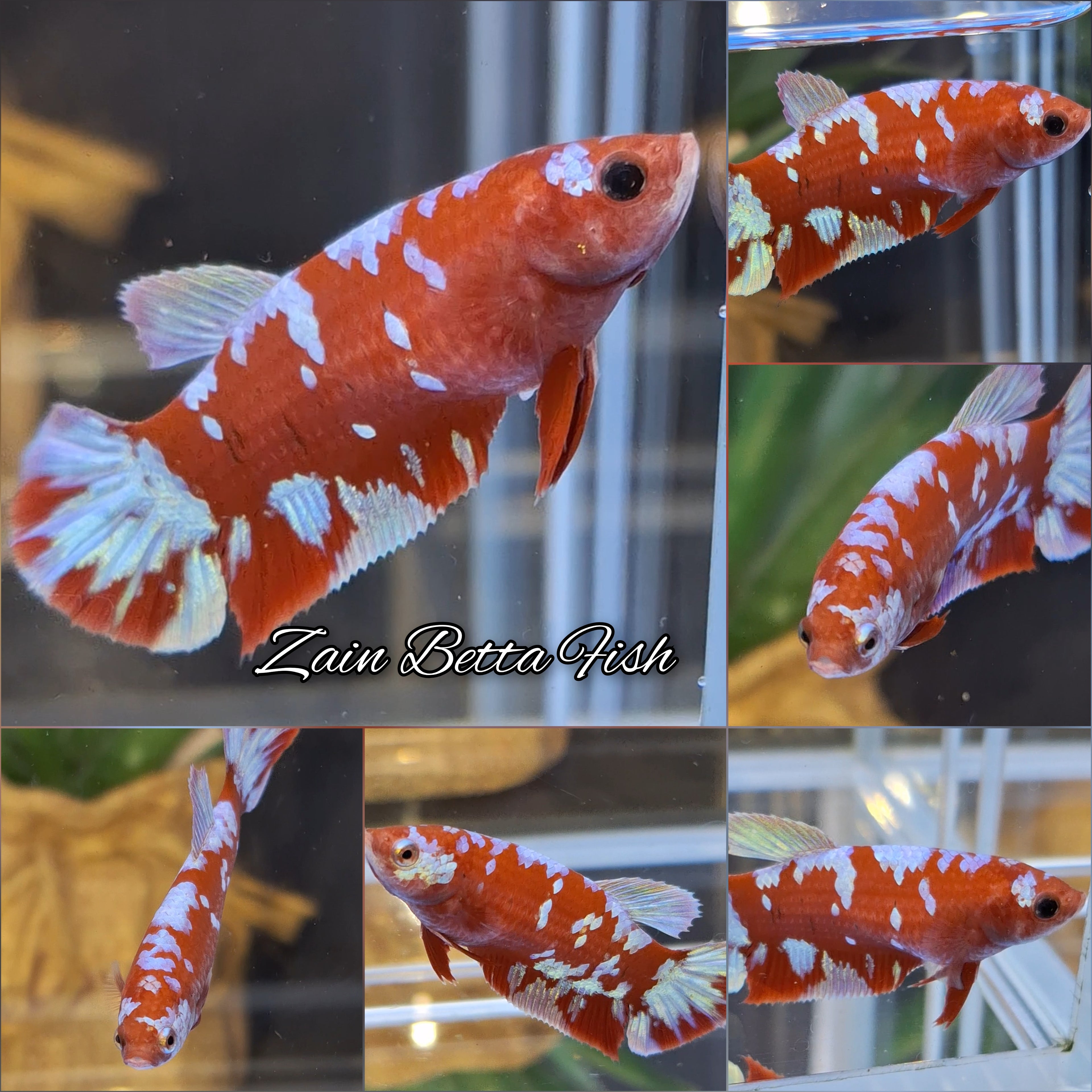 Red Gold Purple Galaxy HMPK Betta Fish Female For Sorority / Breed