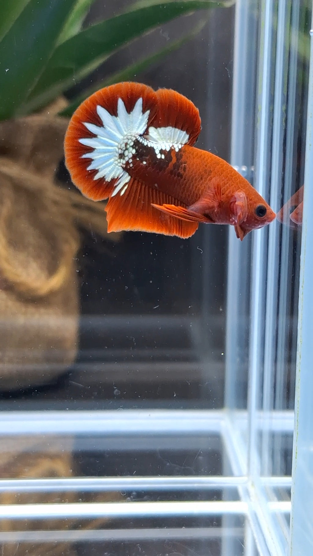 Red Fancy Copper FCCP Startail Plakat HMPK Betta Fish Male