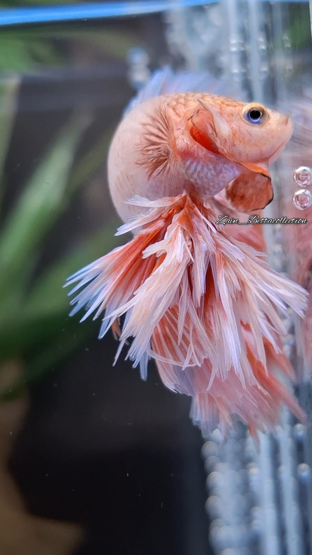 King Rosetail Pink Color Super Rare Premium Betta Fish Male