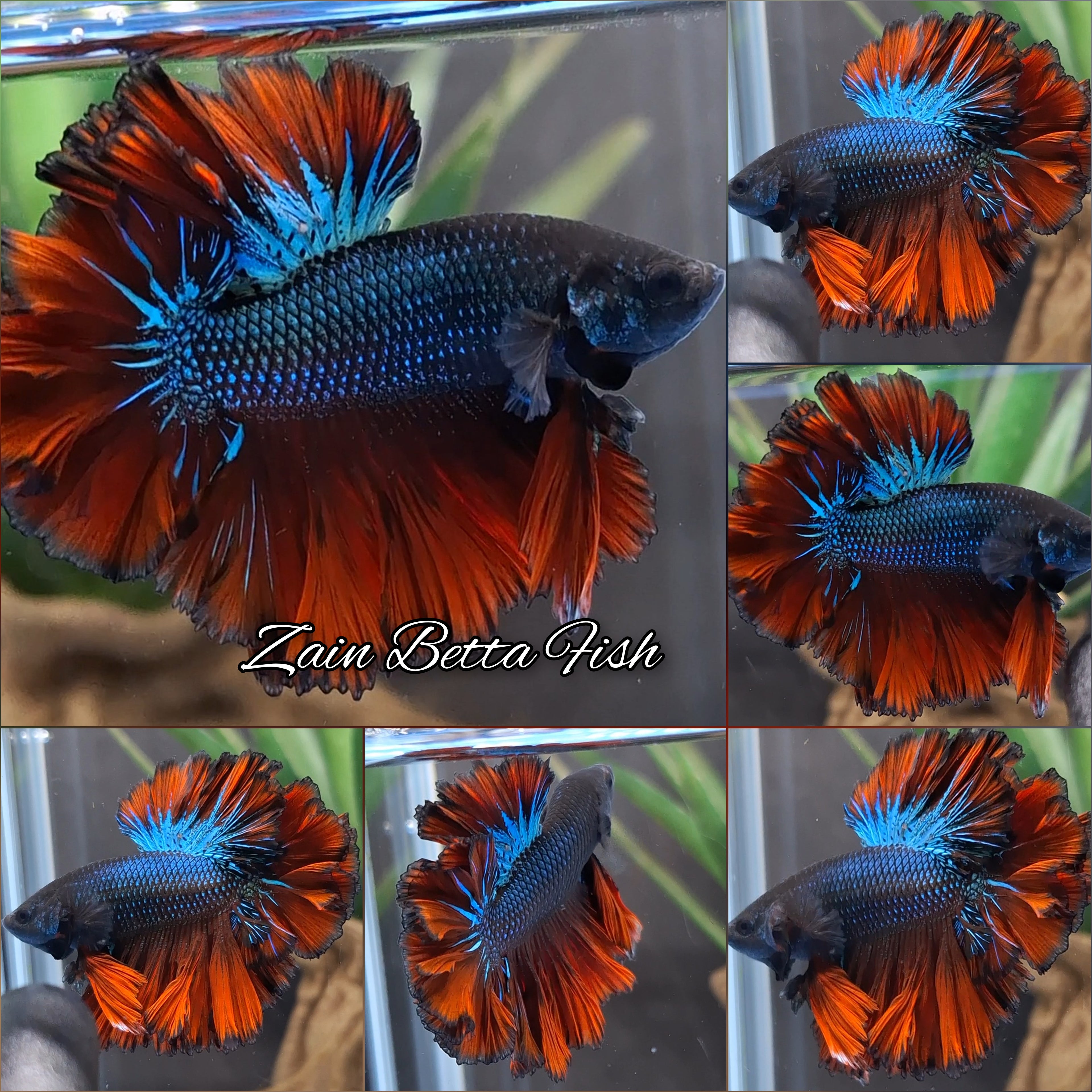 King Rosetail Halfmoon Red Emerald Betta Fish Male