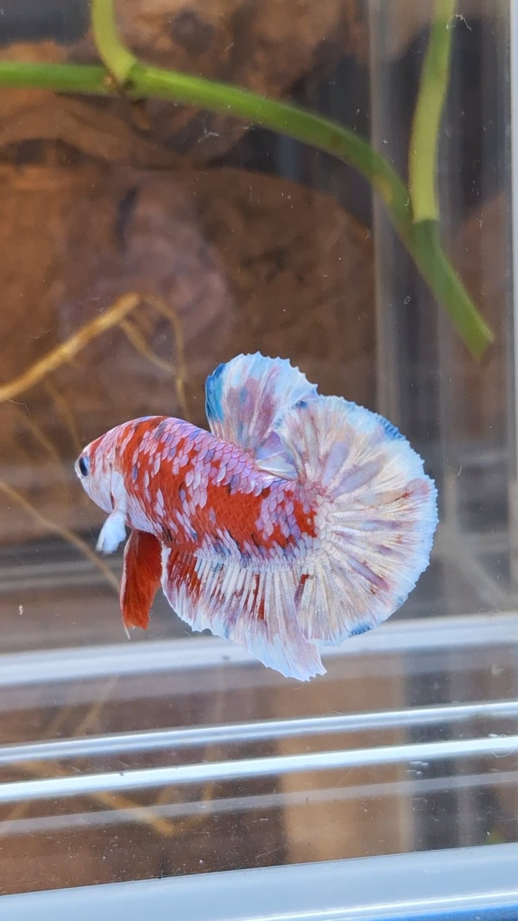 Barongsai Plakat HMPK Betta Fish Male