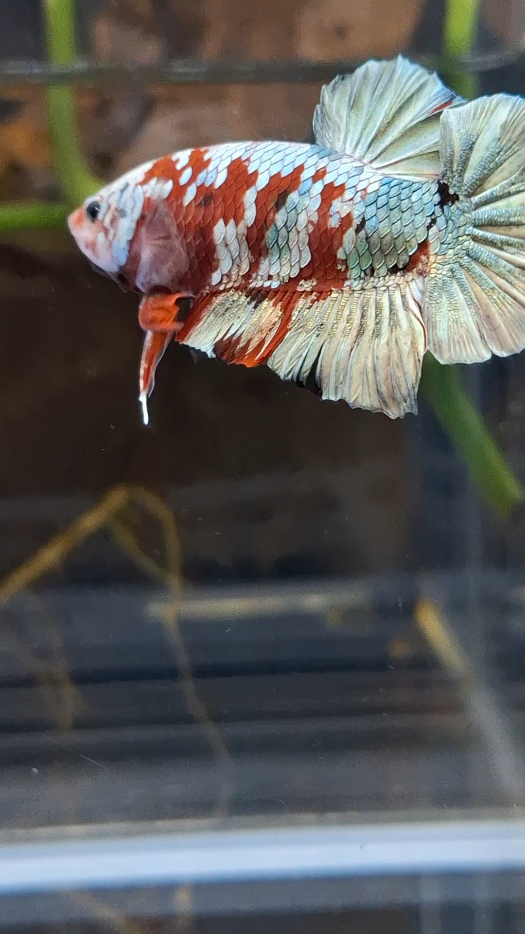 Red Koi Copper Gold Iron Man Plakat HMPK Betta Fish Male