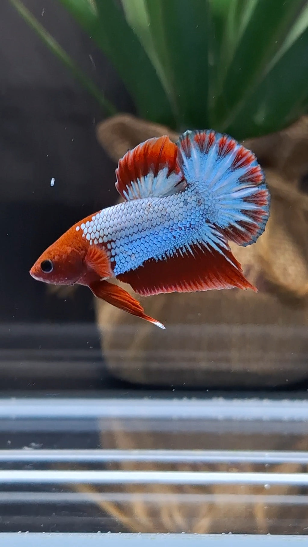 Red Fancy Copper FCCP Startail Plakat HMPK Betta Fish Male