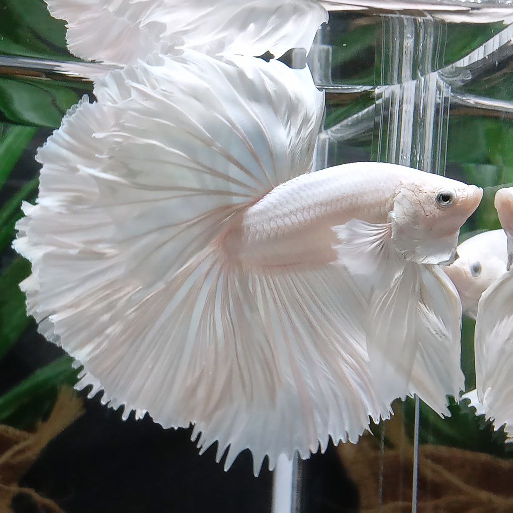 OHM Halfmoon White Platinum Betta Fish Male
